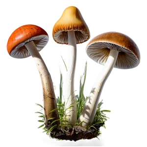 Exquisite Fungi Png Cas14 PNG image