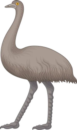 Extinct Emu Illustration
