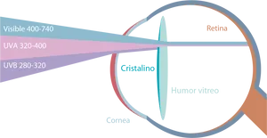 Eye Anatomy U V A U V B Light Wavelengths PNG image