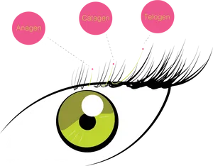 Eyelash Growth Cycle Illustration PNG image