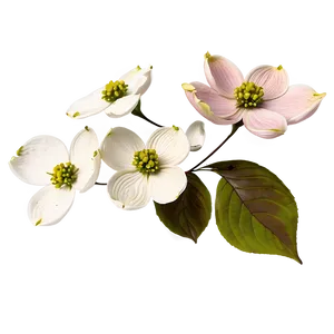 Faded Dogwood Flowers PNG 36 PNG