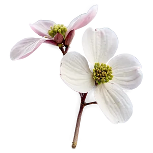 Faded Dogwood Flowers PNG Quf45