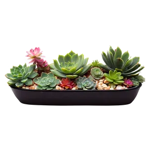 Fairy Garden Succulents PNG 06212024