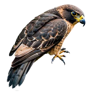 Falcon Bird Hunting PNG 05032024
