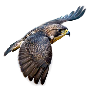 Falcon Bird Hunting PNG 05032024
