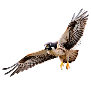 Falcon Bird Hunting PNG Dic