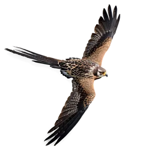 Falcon Bird Hunting PNG Qdc83
