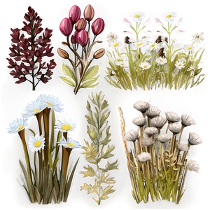 Fall Flower Meadow PNG Htp