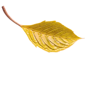 Fall Leaf Close-up Png Yfq30 PNG image