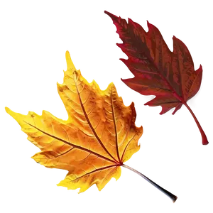 Fall Leaf In Sunlight Png Dyw80 PNG image