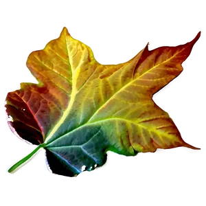 Fall Leaf On Black Png 05252024 PNG image