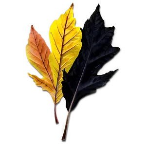 Fall Leaf On Black Png Wci40 PNG image