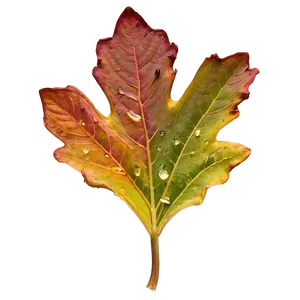 Fall Leaf With Dew Png 05252024 PNG image