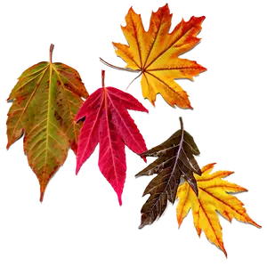 Fall Leaves D PNG image