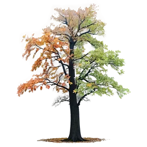 Fall Trees In Misty Forest PNG Isu47 PNG