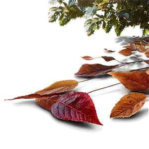 Fallen Leaves In Misty Forest PNG Hct47 PNG