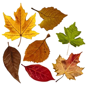 Fallen Leaves In The Park PNG 06292024