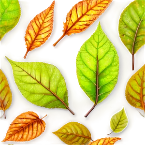 Fallen Leaves On Mossy Ground PNG 06292024 PNG