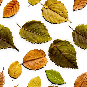 Fallen Leaves On Mossy Ground PNG Owj51 PNG