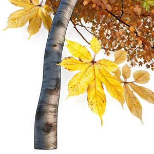 Fallen Leaves Under Trees PNG 06292024