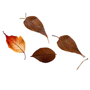 Fallen Leaves Underfoot Png 06292024 PNG image