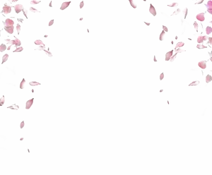 Falling Pink Petals Animation PNG