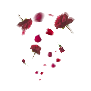 Falling Red Rose Petals PNG