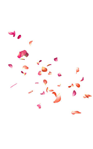 Falling Rose Petals PNG image