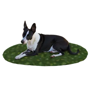 Fancy Dogs PNG 05242024