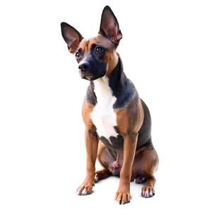 Fancy Dogs PNG 50