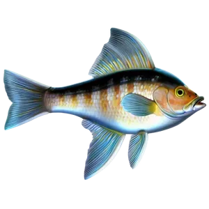 Fancy Fish Transparent PNG 05262024 PNG