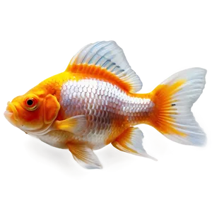 Fancy Goldfish Png 92 PNG image