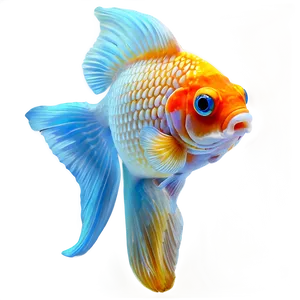 Fancy Goldfish PNG Inr