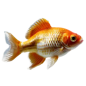 Fantail Goldfish PNG 46