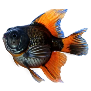 Fantail Goldfish PNG Bdj34 PNG