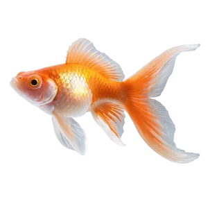 Fantail Goldfish PNG Cxl PNG