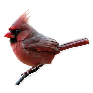 Fantasy Cardinal Png 52 PNG image