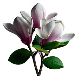 Fantasy Magnolia Flower PNG Iuy
