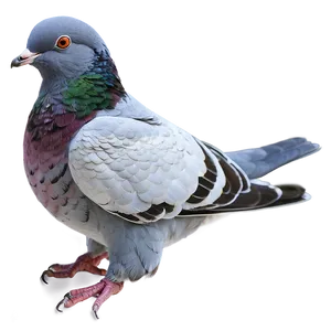 Fantasy Pigeon PNG Tev78