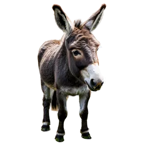 Farm Animal Donkey PNG 85