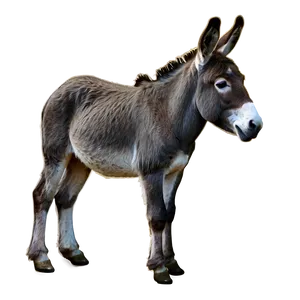 Farm Animal Donkey PNG Bdr