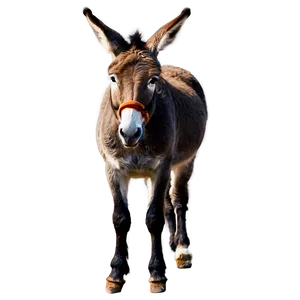 Farm Animal Donkey PNG Lje50