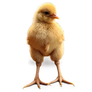 Farm Chick PNG Xsp