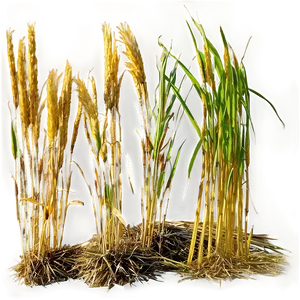 Farm Dry Grass PNG 89