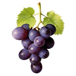 Farm Fresh Grape PNG Skf13 PNG