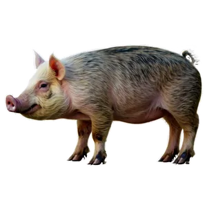 Farm Hog PNG 93