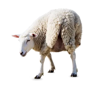 Farm Sheep PNG 05232024
