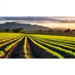 Farming Landscape At Sunset PNG Hft17 PNG