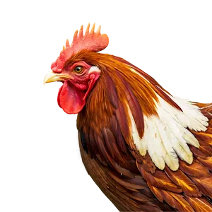 Farmyard Rooster Graphic PNG 05242024