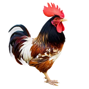 Farmyard Rooster Graphic PNG Fgn